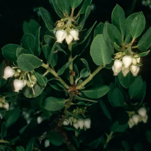 Arctostaphylos morroensis, Santa Barbara Botanic Garden, by Jim Blakleys House