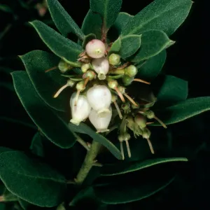 Arctostaphylos morroensis, Santa Barbara Botanic Garden