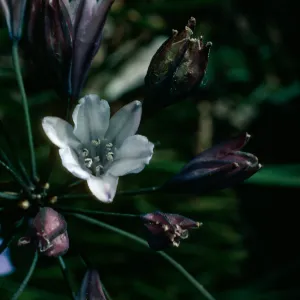 Triteleia clementina,SBBG, Island Section