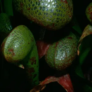 Darlingtonia californica, SBBG