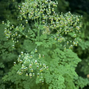 Thalictrum polycarpum, Santa Barbara Botanic Garden