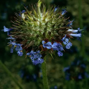 Salvia columbariae (Chia), SBBG, Desert Section