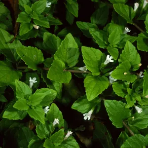 Satureja douglasii, SBBG