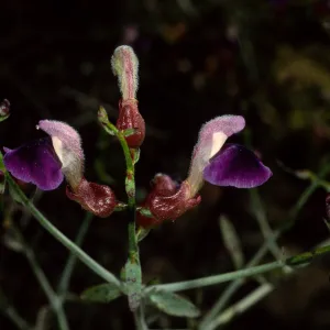 Salazaria mexicana, SBBG