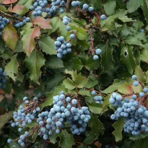 Mahonia pinnata, SBBG, Arroyo Section