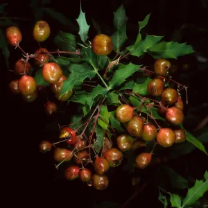 Berberis (Mahonia) nevinii, SBBG