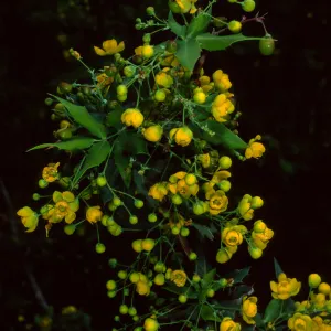 Berberis nevinii, SBBG