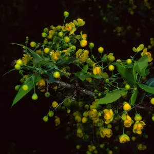Berberis nevinii, SBBG