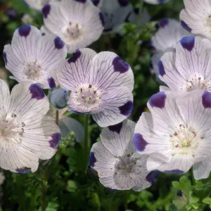 Nemophila maculata, SBBG