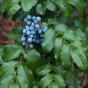 Mahonia (=Berberis) insularis, SBBG, Arroyo Section