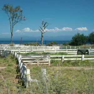 Santa Cruz Island, Prisoners Harbor, cattle pens