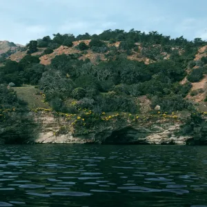 Santa Cruz Island, Coreopsis, West of Prisoners Harbor