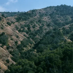 Santa Cruz Island, slopes above Pelican Bay