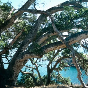 Santa Cruz Island, Autograph tree, Pelican Bay