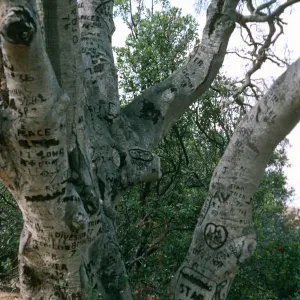 Santa Cruz Island, Autograph oak, Pelican Bay