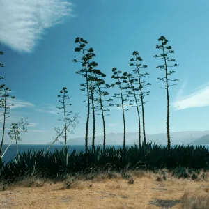 Santa Cruz Island, Agaves (Century Plant), Pelican Bay