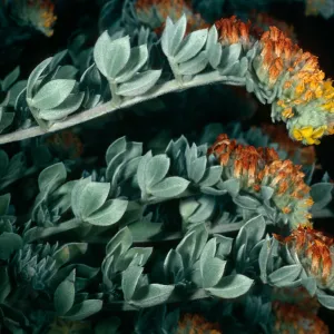 Santa Cruz Island, Lotus argophyllus nivens, canyon due north of Lyndals House