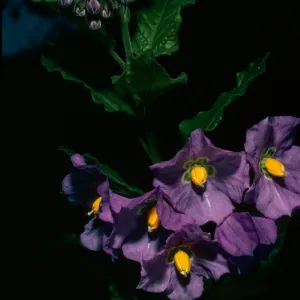 Santa Cruz Island, Solanum clokeyi, just West of field station, Central Valley