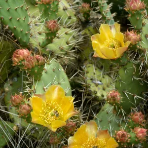 Santa Cruz Island, Opuntai littoralis x oricola, Dicks Cove