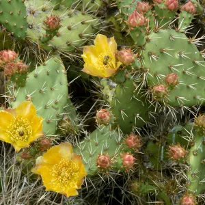 Santa Cruz Island, Opuntia littoralis x oricola, Dicks Cove