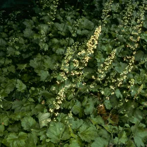 Santa Barbara Botanic Garden, Heuchera maxima, Arroyo Section