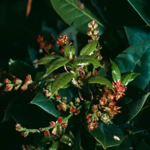 Santa Cruz Island, Quercus parvula, East of navy base
