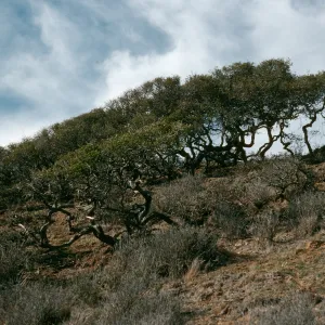 Santa Cruz Island, Quercus pacifica, canyon West of South Point ridge