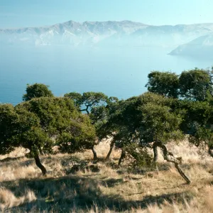 Santa Cruz Island, Quercus pacifica, West of Prisoners Harbor