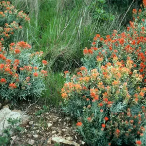 Santa Cruz Island, Castilleja hololeuca, offshore side West of Sandstone Point