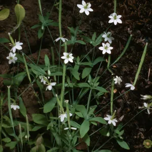 Santa Cruz Island, Meconella denticulata