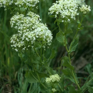 Santa Cruz Island, Cardaria draba, base of Centinela grade