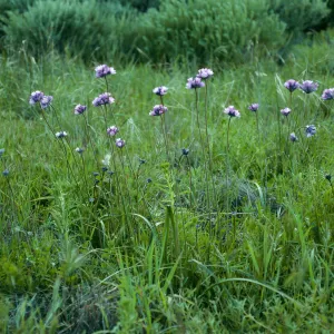 Santa Cruz Island, Dichelostemma