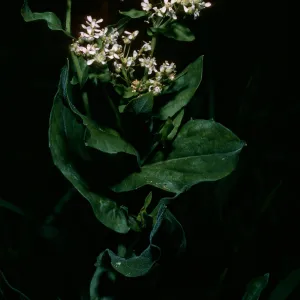 Cadaria draba, west of field station, Santa Cruz Island