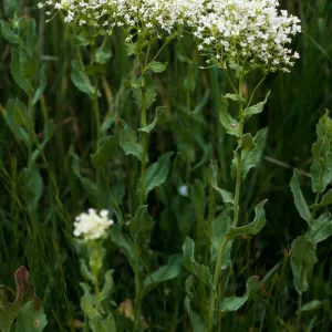 Santa Cruz Island, Cardaria draba, base of Centinela grade