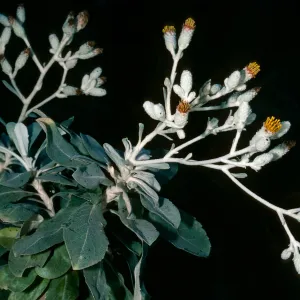 Hazardia detonsa, Prisoners Harbor, Santa Cruz Island