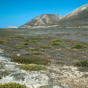 Santa Cruz Island, Haplopappus venetus, flats, North of Near Point
