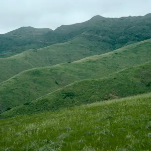 Santa Cruz Island, coastal hills, near Christy Ranch