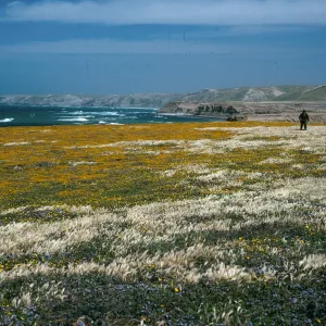 Santa Rosa Island, Lasthenia, near mouth of Geranon Canyon