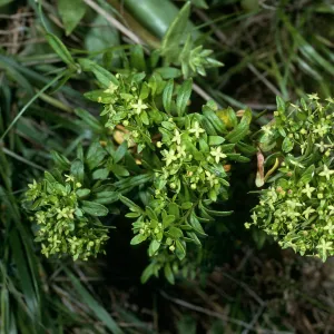 Galium buxifolium, sea bluffs, West of Eagle Canyon, Santa cruz Island