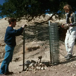Santa Rosa Island, fencing Quercus tomentella, radar site, 0.9 mile West of Soledad Peak
