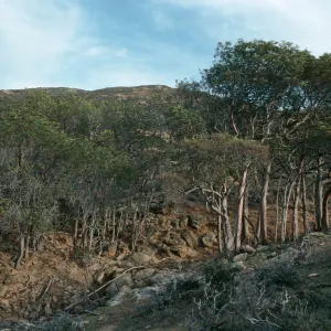Santa Rosa Island, Lyonothamnus, canyon West of Peak 1017, West of South Point ridge
