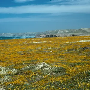 Santa Rosa Island, Lasthenia, near mouth of Garanon Canyon