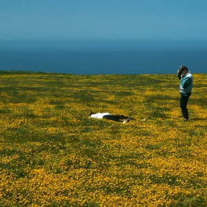 Santa Rosa Island, Lasthenia, Santa Barbara Botanic Garden trip participants
