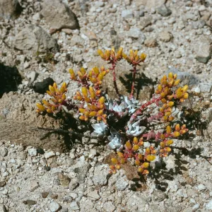 Santa Rosa Island, Dudleya greenei nana, East Point