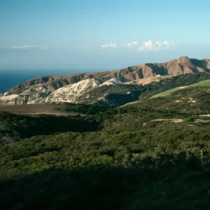 Santa Cruz Island, China Pines