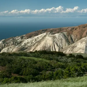 Santa Cruz Island, China Pines