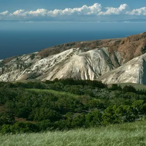 Santa Cruz Island, China Pines