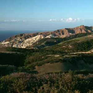 Santa Cruz Island, China Pines