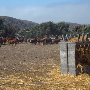 Santa Rosa Island, cattle, Vail Ranch