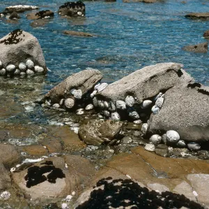 San Nicolas Island, abalone @ low tide, West end of Red Eye Beach